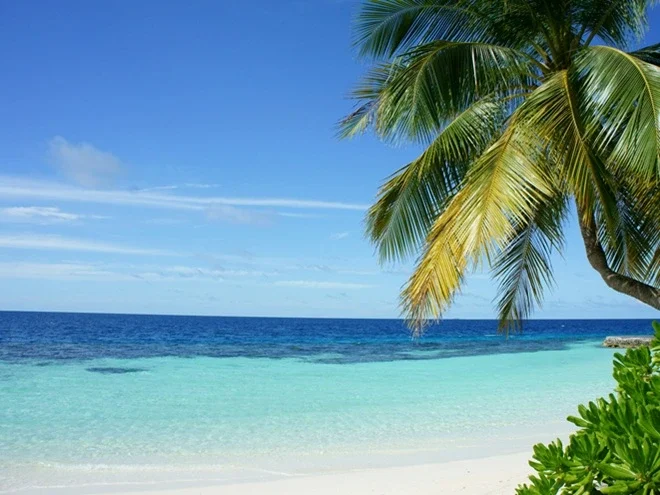 Palm tree hangs over a white sandy beach with the turquoise Caribbean in the backbground