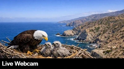 Close up view of bald eagles nesting.