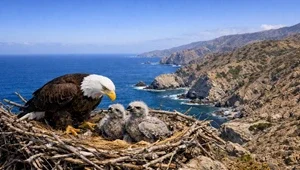 Close up view of bald eagles nesting.