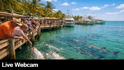 Live view of tarpon swimming around the dock and being fed by visitors.